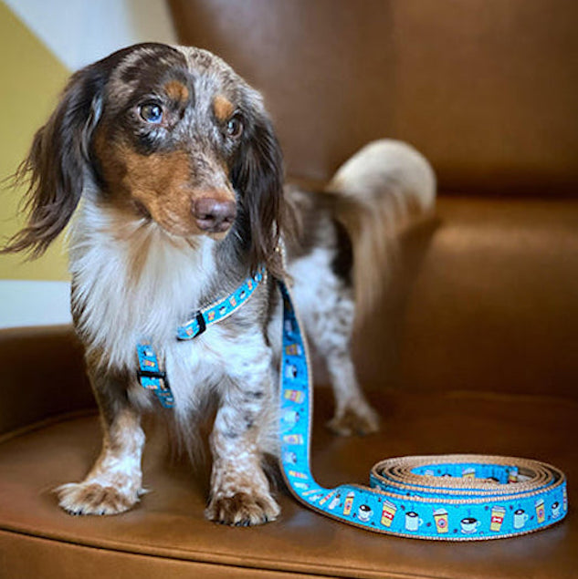 COFFEE-NUT-DOG-COLLAR-LEASH-HARNESS-BOULDERBARKS