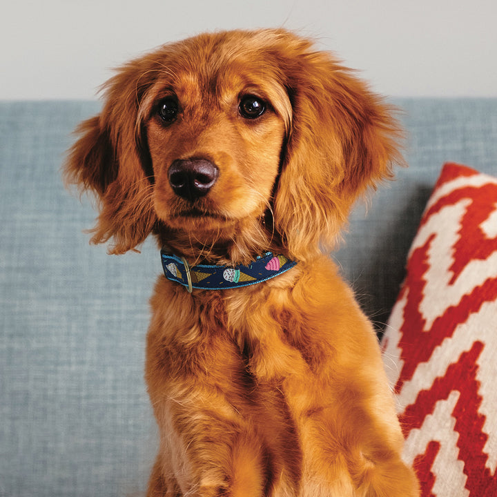 ICE-CREAM-DOG-COLLAR-LEASH-HARNESS-BOULDERBARKS