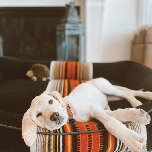 PENDLETON-DOG-BED-ACADIA-NATIONAL-PARK