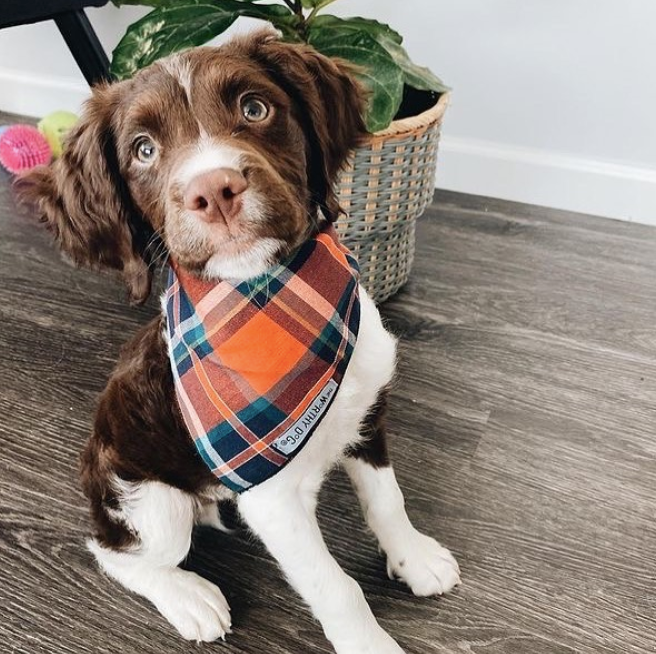 ORANGE-NAVY-DOG-BANDANA