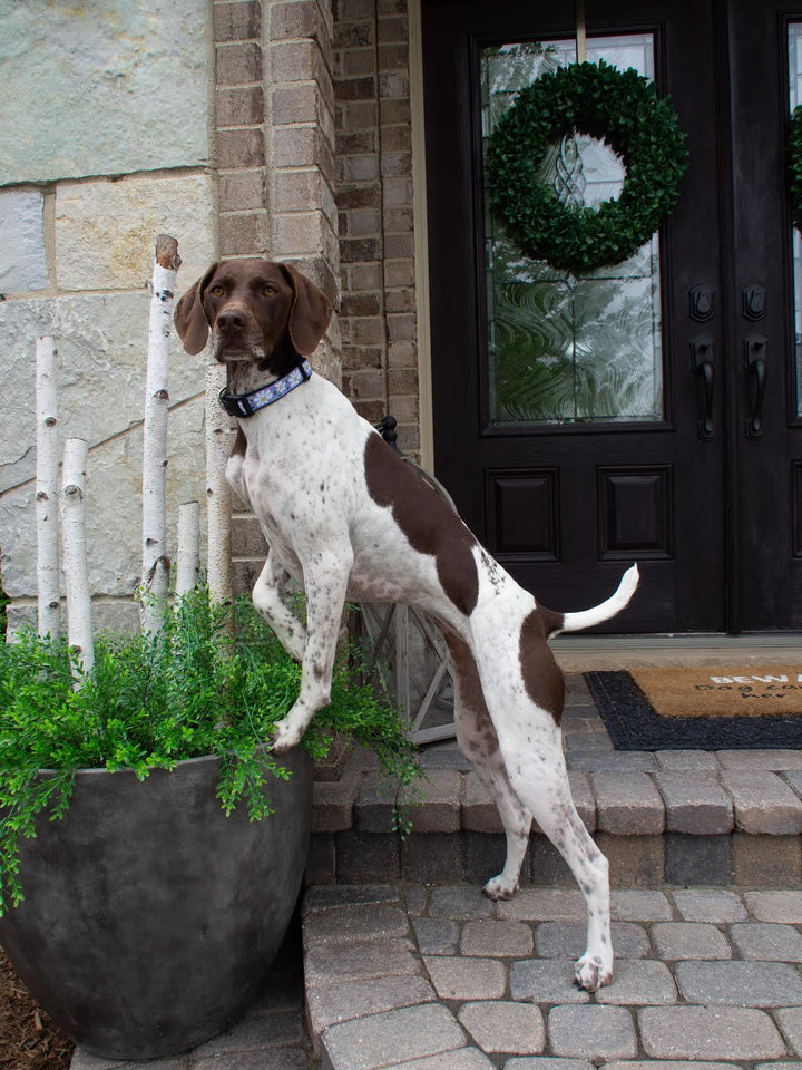 DAISY-DOG-COLLAR-LEASH-HARNESS