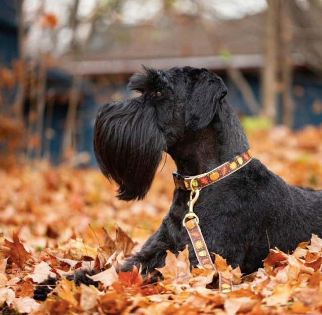 HARVEST-TIME-DOG-COLALR