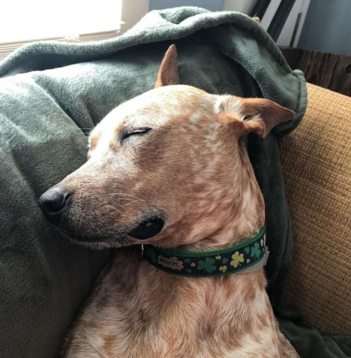 LUCKY-SHAMROCK-DOG-COLLAR